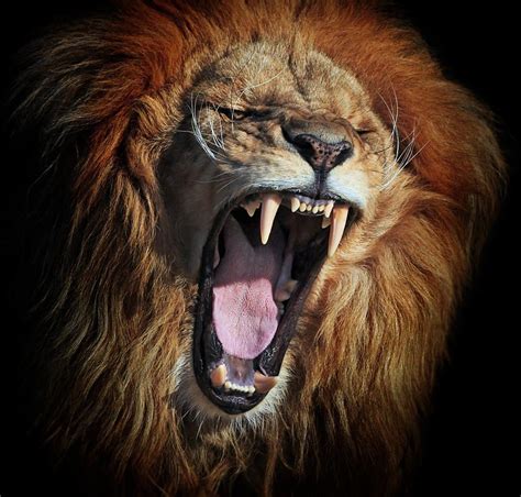 Fierce By Klaus Wiese Lions Photos Lion Animals Wild
