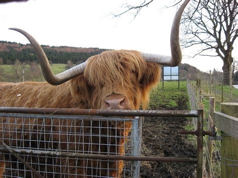 Hamish Hamish The Highland Cow Living Out His Final Years Flickr