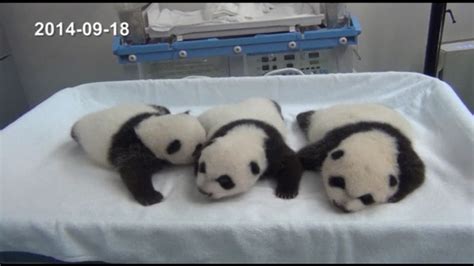 Watch Baby Panda Triplets Opening Their Eyes For The Very First Time