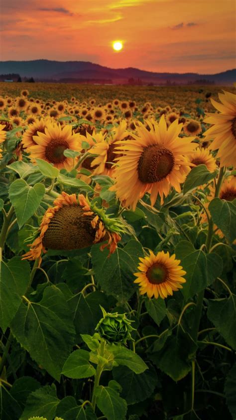 Sunflowers Flowers Field Forest 4k Hd Wallpapers Hd Wallpapers Id