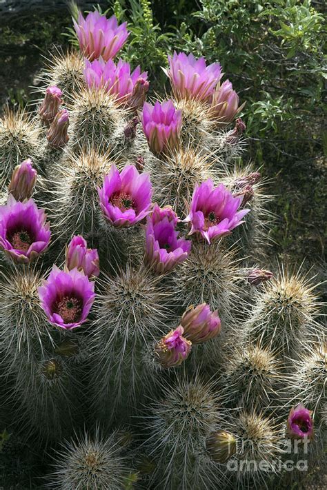 Sonoran Desert Flowers In Spring Hedgehog Cactus Arizona Photograph By