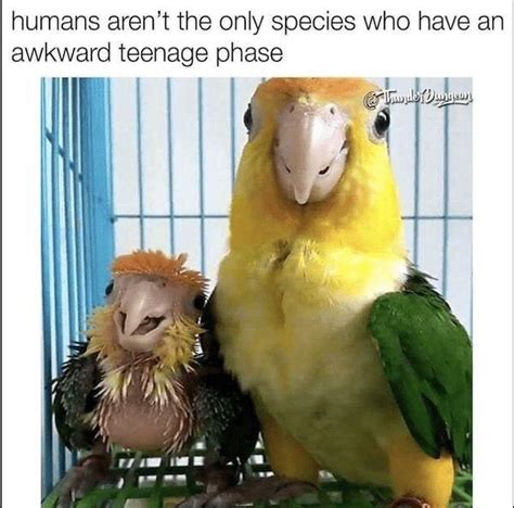 Grumpy Teenage Parrot Noises Birds Know Your Meme