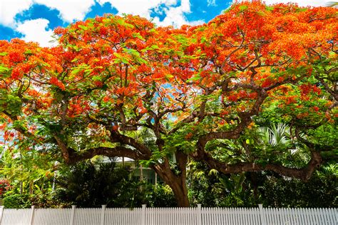 Royal Poinciana Tree Flame Tree Key West Florida Keys Florida Usa