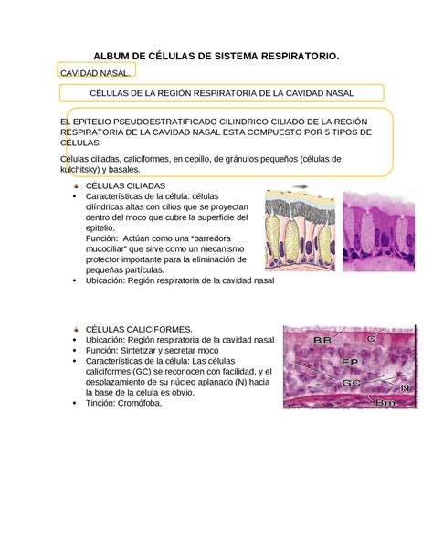 Album De Celulas Del Sistema Respiratorio Docsity