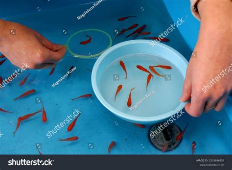 Goldfish Scooping Traditional Japanese Game Which Stock Photo