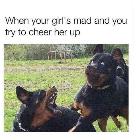 101 Best Funny Dog Memes To Make You Laugh All Day