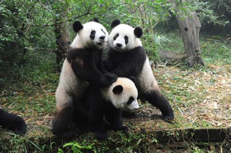 Giant Panda Bears Playing Stock Photo Download Image Now Adult