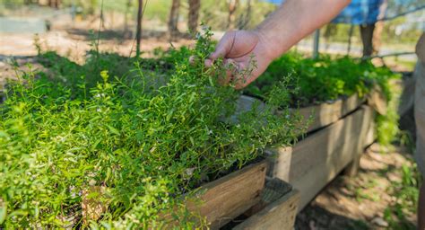 Edible Native Plants Redefining ‘bush Tucker Beliefs Border Cafe
