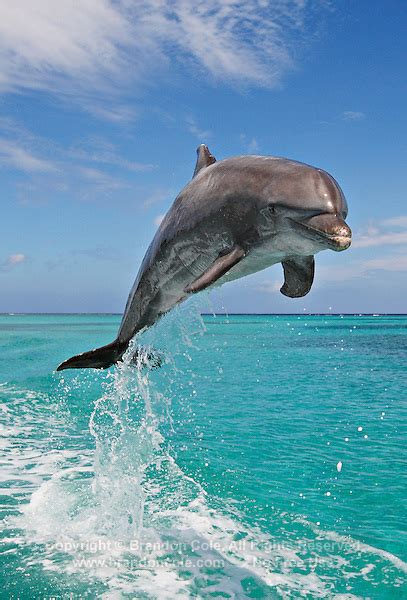 One Bottlenose Dolphin Jumping Marine Photography By Brandon Cole