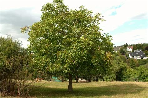 What Does A Black Walnut Tree Look Like Gardening Dream