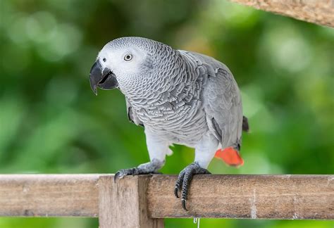 African Grey Parrot The Ultimate Guide 2022 World Birds