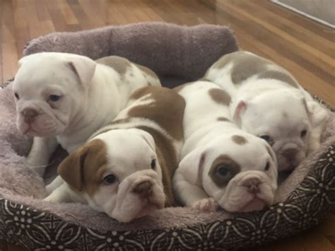 99+ How Much Do English Bulldog Puppies Sell For - l2sanpiero