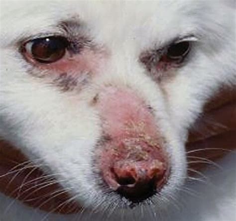 What Is Canine Erythema