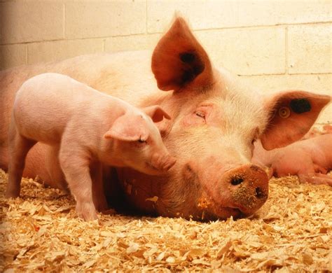Pigs Can Empathize Smart N Compassionate