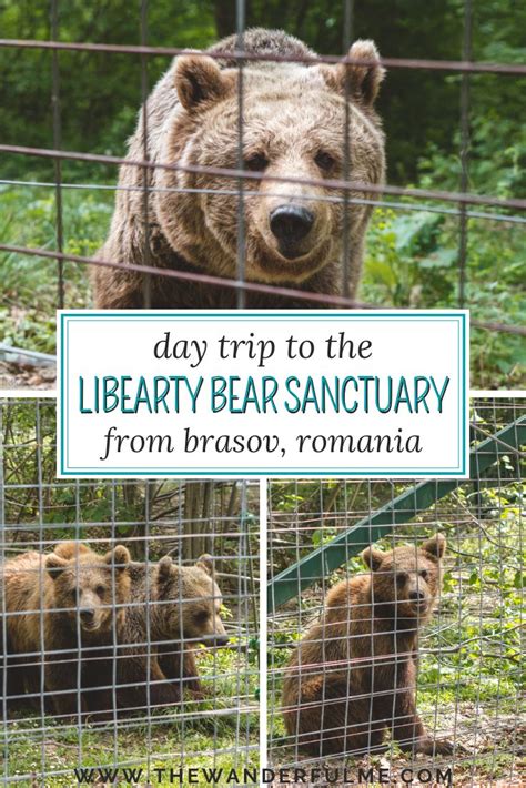 Explore The Ethical Libearty Bear Sanctuary In Zarnesti Romania