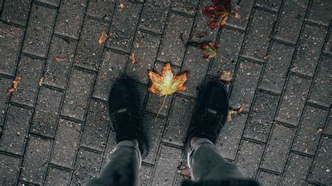 Wallpaper Legs Paving Stones Leaves Dry Autumn Hd Picture Image