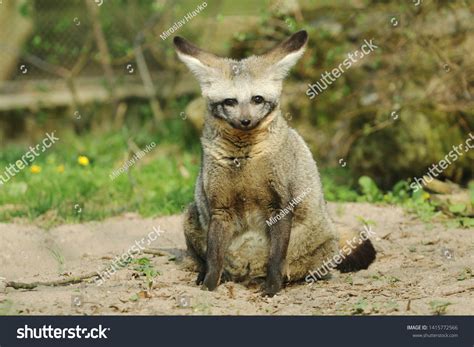 Bat Eared Fox Otocyon Megalotis Stock Photo 1415772566 Shutterstock