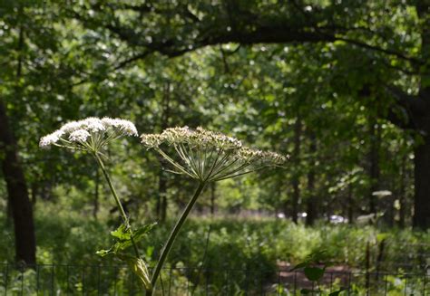 Water Hemlock Giant Hogweed Chernobyl Queen Annes Lace Flickr