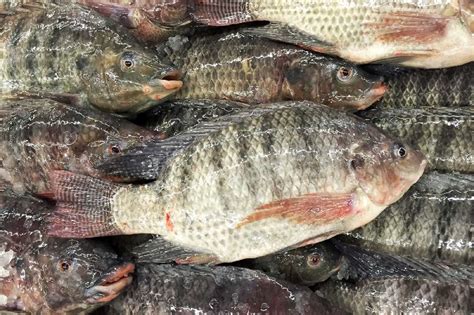 Tilapia Fish Buy Tilapia Fish Fresh Tilapia Fish For Best Price At Usd