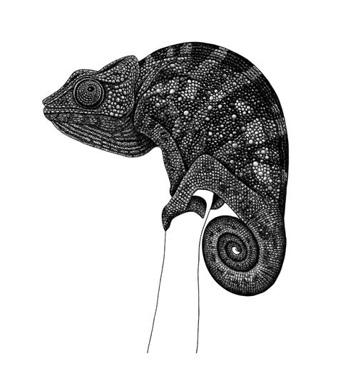 Chameleon Illustration Drawing By Loren Dowding Fine Art America