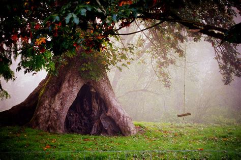 Enchanted Tree Photograph By Zoltan Spitzer Fine Art America