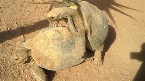 tortoise sex broken up by scorned lover youtube