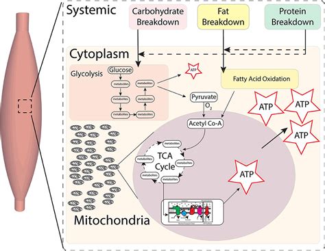 Frontiers Skeletal Muscle Mitochondrial Physiology In Children With