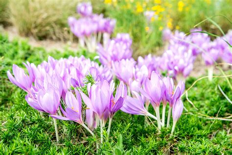 30 Best Plants With Purple Flowers To Grow Outdoors