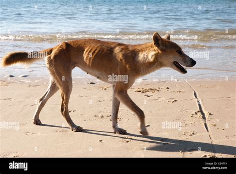 Australian Dingo In The Beach Of Fraser Island Queensland Australia