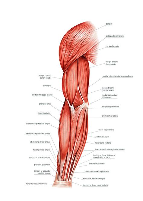 Arm Muscles Diagram Biceps Brachii Attachments Action