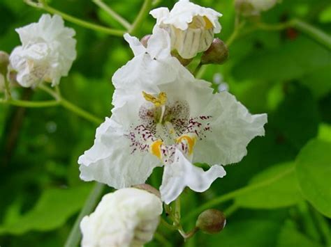 Top 10 Summer Blooming Trees For Your Garden