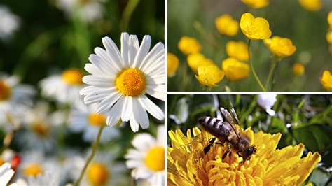 Chrysanthemums, gardenias, lilies and phlox all have powerful odors that will attract bees. Which Flowers Do Bees Like? - SMART MONEY GREEN PLANET