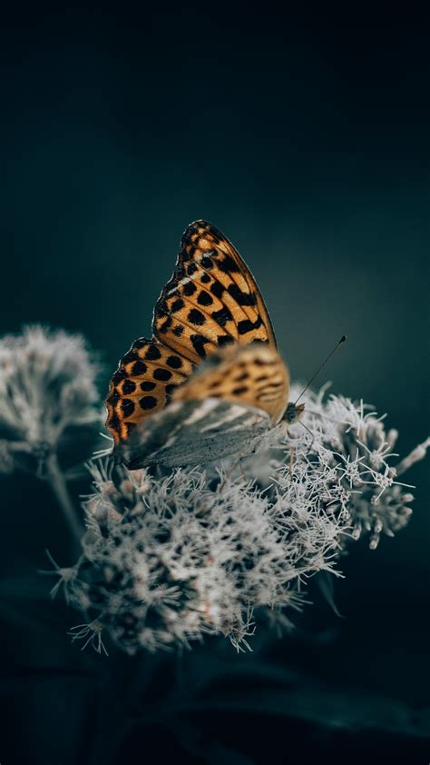 1080x1920 A Orange Butterfly On Top Of An Flower 5k Iphone 76s6 Plus