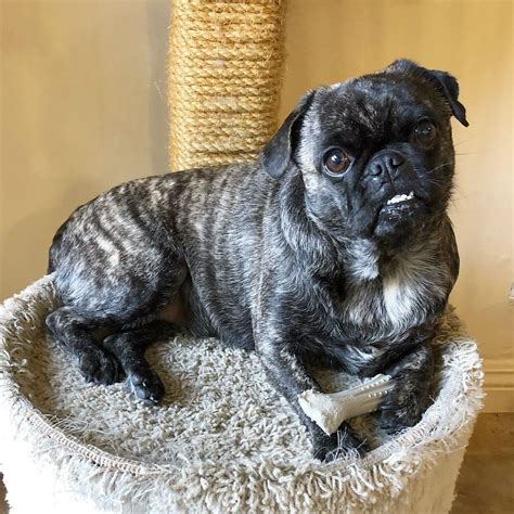 9 Things You Should Know About Brindle Pugs - Ned Hardy