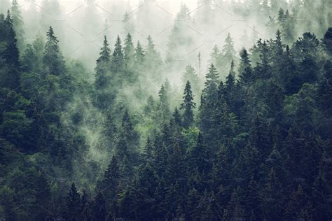 Misty Mountain Landscape Stock Photo Containing Forest And Fog Nature