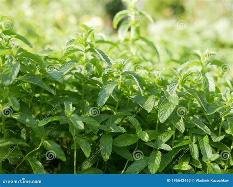 Fresh Green Fragrant Sprigs Of Young Mint Are Grown In The Garden For