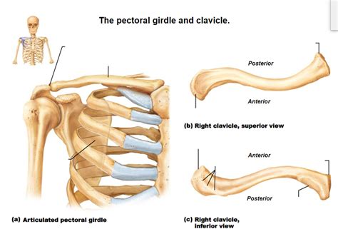 Pectoral Girdle And Clavicle Diagram Quizlet