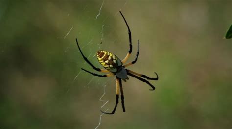 Banana Spiders Poisonous Or Not Identification Symptoms And Types