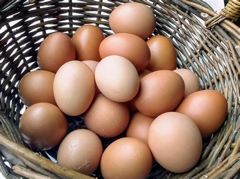 Pastured Eggs Sundance Farm