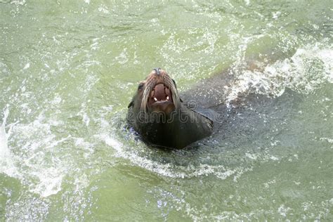 Sea Lion Mouth Open Stock Photo Image Of Mouth Swimming 21873100