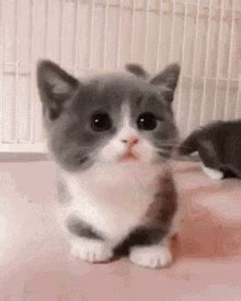 Dogs skateboarding, surfing, dancing and doing dog things. Kitten Cute GIF - Kitten Cute Meow - Discover & Share GIFs