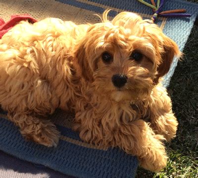 Puppies need to be in a warm environment, ours are raised. Quality Cavoodle puppies FOR SALE red chestnut colour txt ...
