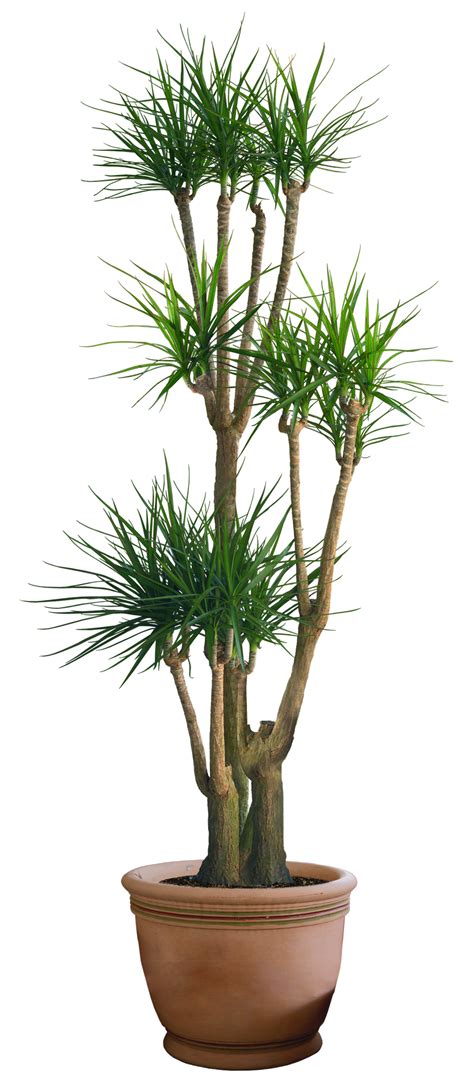 plant png 3 by DIGITALWIDERESOURCE on DeviantArt gambar png