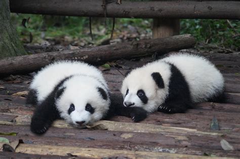 Hao Hao Le Panda De Pairi Daiza Donne Naissance à Deux Petits Femmes