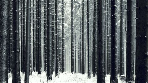 Snowy Forest Wallpaper ·① Wallpapertag