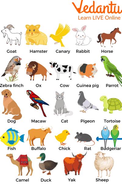 Pet Animals Names Learn With Examples For Kids