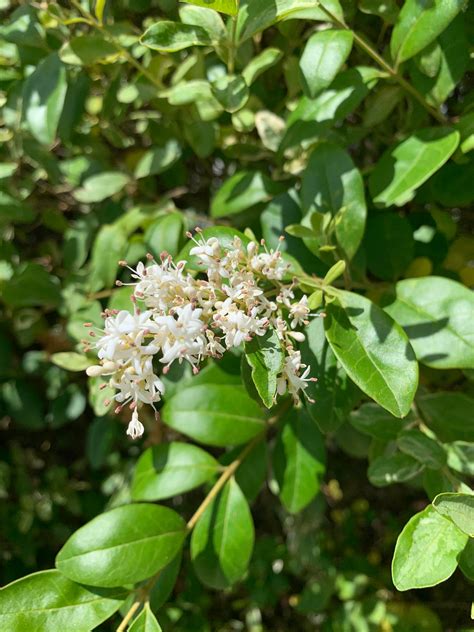 What Plant Is This Description Shrub With Small Fragrant Densely
