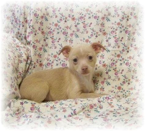 Ckc Male Chihuahua Puppy Fawn For Sale In Arizona Louisiana