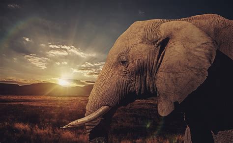 Download Sunset Savannah Animal African Bush Elephant Hd Wallpaper