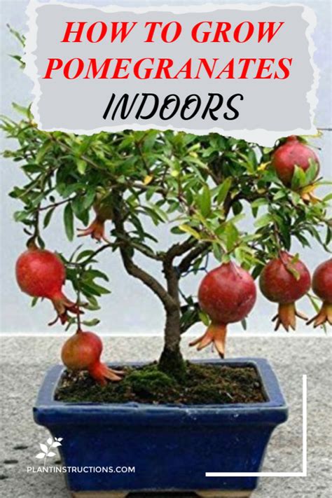 We did not find results for: How to Grow Pomegranates Indoors - Plant Instructions